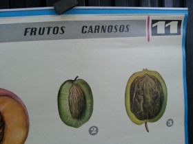 Cartel de escuela. Año 83. Educativo. FRUTOS CARNOSOS.