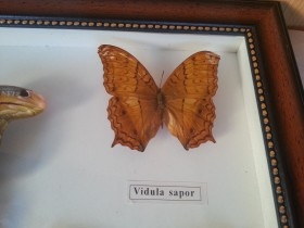 Mariposas disecadas en vitrina. 5 ejemplares diferentes e identificados.