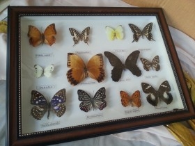 Mariposas disecadas en vitrina. 5 ejemplares diferentes e identificados.