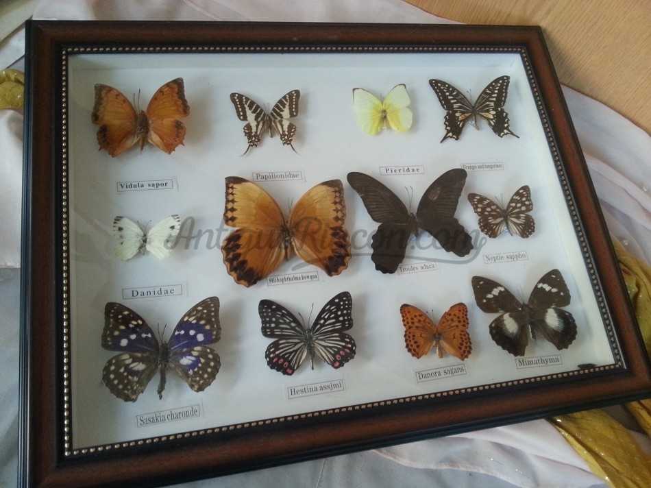 Mariposas disecadas en vitrina. 5 ejemplares diferentes e identificados.