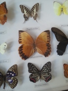 Mariposas disecadas en vitrina. 5 ejemplares diferentes e identificados.