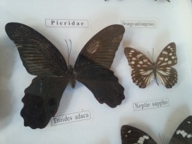 Mariposas disecadas en vitrina. 5 ejemplares diferentes e identificados.