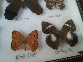 Mariposas disecadas en vitrina. 5 ejemplares diferentes e identificados.