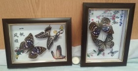 Mariposas. Pareja de enmarcaciones con decoración.