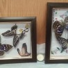 Mariposas. Pareja de enmarcaciones con decoración.