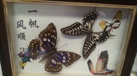 Mariposas. Pareja de enmarcaciones con decoración.