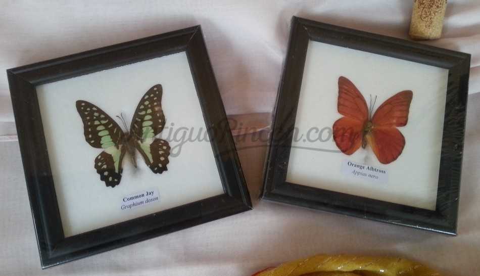 Mariposas disecadas en vitrina. 9 ejemplares diferentes e identificados.