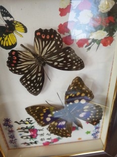 Mariposas disecadas en vitrina. 9 ejemplares diferentes e identificados.