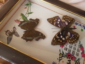 Mariposas disecadas en vitrina. 9 ejemplares diferentes e identificados.