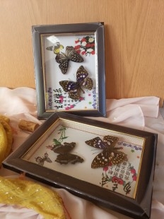 Mariposas disecadas en vitrina. 9 ejemplares diferentes e identificados.