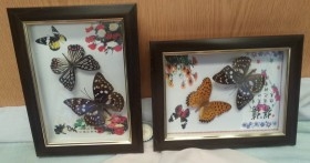 Mariposas. Pareja de enmarcaciones con decoración.