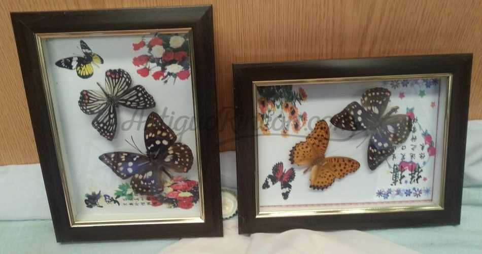 Mariposas. Pareja de enmarcaciones con decoración.