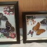 Mariposas. Pareja de enmarcaciones con decoración.