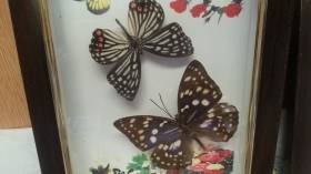 Mariposas. Pareja de enmarcaciones con decoración.