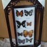 Mariposas disecadas en vitrina. 19 ejemplares diferentes e identificados.