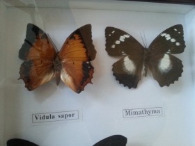 Mariposas disecadas en vitrina. 19 ejemplares diferentes e identificados.