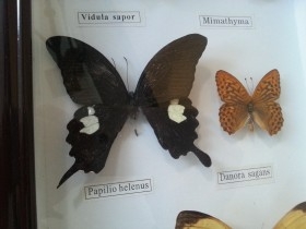 Mariposas disecadas en vitrina. 19 ejemplares diferentes e identificados.