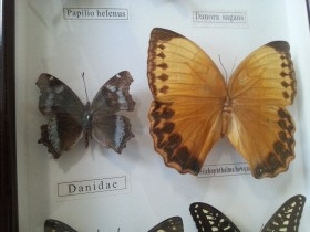 Mariposas disecadas en vitrina. 19 ejemplares diferentes e identificados.