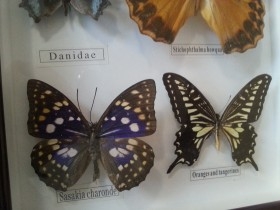 Mariposas disecadas en vitrina. 19 ejemplares diferentes e identificados.