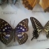 Mariposas disecadas en vitrina. 19 ejemplares diferentes e identificados.