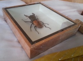 Escarabajos Disecados. Colección de 3 coleópteros. Escarabajos Joya.