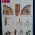 Cartel de escuela. Año 83. Educativo. FRUTOS CARNOSOS.