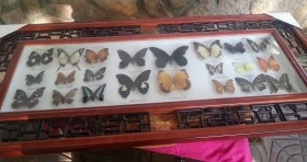 Mariposas disecadas en vitrina conmarco. 19 ejemplares diferentes e identificados.