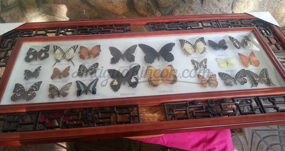 Mariposas disecadas en vitrina conmarco. 19 ejemplares diferentes e identificados.