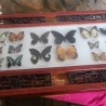 Mariposas disecadas en vitrina conmarco. 19 ejemplares diferentes e identificados.