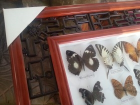 Mariposas disecadas en vitrina conmarco. 19 ejemplares diferentes e identificados.