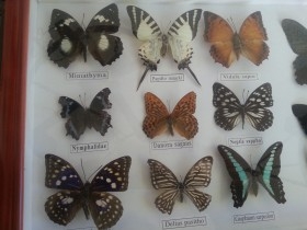 Mariposas disecadas en vitrina conmarco. 19 ejemplares diferentes e identificados.