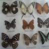 Mariposas disecadas en vitrina conmarco. 19 ejemplares diferentes e identificados.