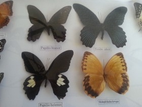 Mariposas disecadas en vitrina conmarco. 19 ejemplares diferentes e identificados.