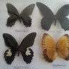 Mariposas disecadas en vitrina conmarco. 19 ejemplares diferentes e identificados.