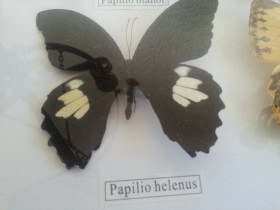 Mariposas disecadas en vitrina conmarco. 19 ejemplares diferentes e identificados.