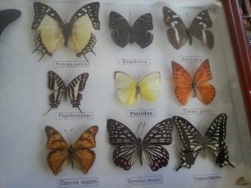 Mariposas disecadas en vitrina conmarco. 19 ejemplares diferentes e identificados.