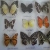 Mariposas disecadas en vitrina conmarco. 19 ejemplares diferentes e identificados.