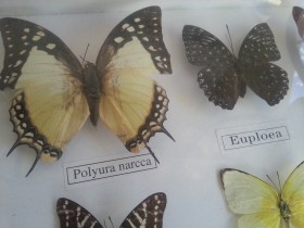 Mariposas disecadas en vitrina conmarco. 19 ejemplares diferentes e identificados.