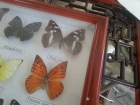 Mariposas disecadas en vitrina conmarco. 19 ejemplares diferentes e identificados.