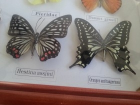 Mariposas disecadas en vitrina conmarco. 19 ejemplares diferentes e identificados.