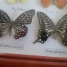 Mariposas disecadas en vitrina conmarco. 19 ejemplares diferentes e identificados.