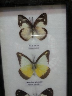 Mariposas disecadas en vitrina. 5 ejemplares diferentes e identificados.