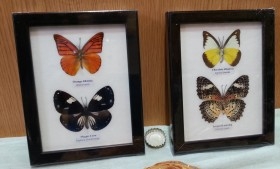 Mariposas disecadas en vitrinas. 2 cuadros acristalados. 4 mariposas.
