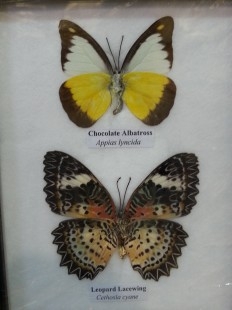 Mariposas disecadas en vitrinas. 2 cuadros acristalados. 4 mariposas.