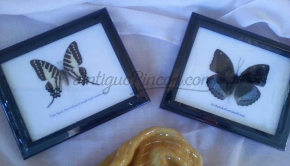 Mariposas disecadas en vitrina. 3 cuadros acristalados.