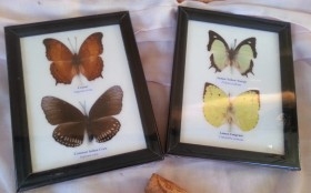 Mariposas disecadas en vitrina. 4 ejemplares diferentes en dos marcos vitrina.