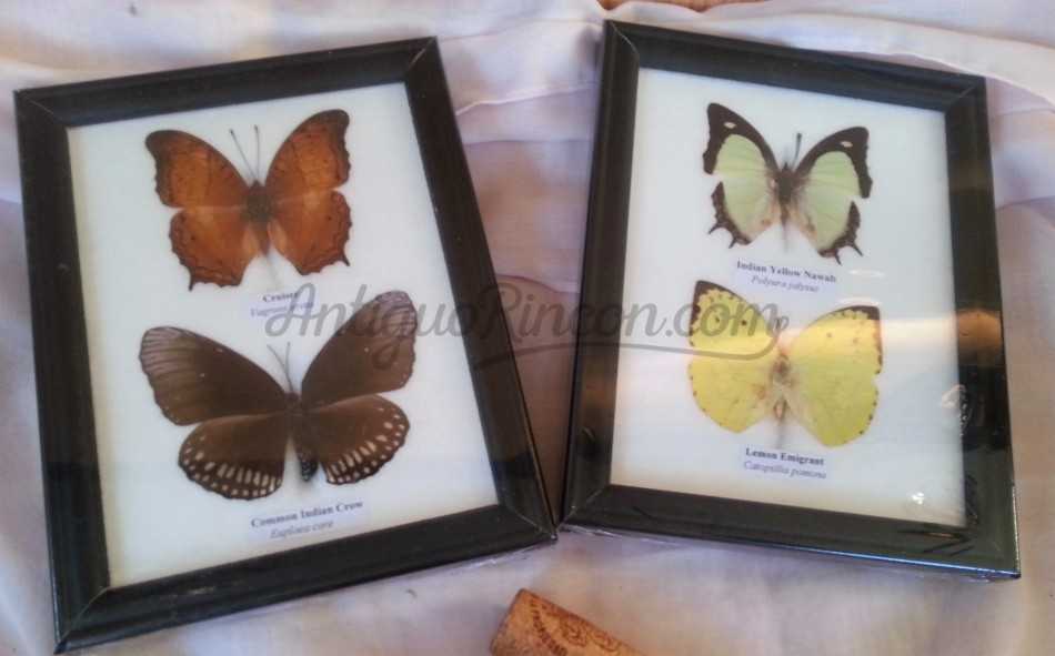 Mariposas disecadas en vitrina. 4 ejemplares diferentes en dos marcos vitrina.