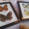 Mariposas disecadas en vitrina. 4 ejemplares diferentes en dos marcos vitrina.