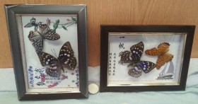 Mariposas. Pareja de enmarcaciones con decoración.