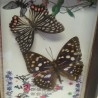 Mariposas. Pareja de enmarcaciones con decoración.